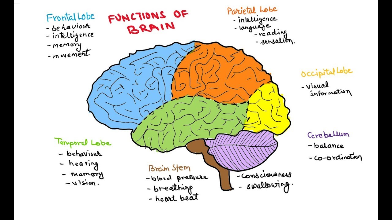 1280x720 How To Draw Human Brain - Human Brain Drawing