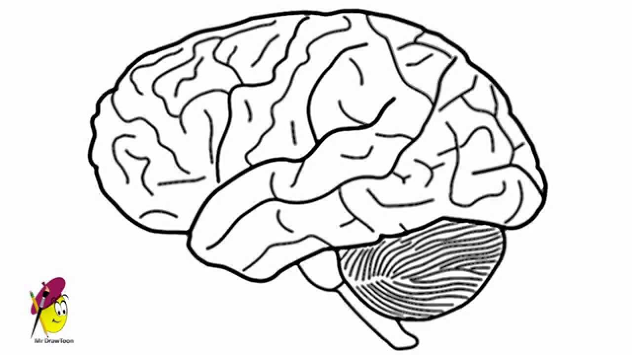 1280x720 How To Draw A Brain - Human Brain Drawing