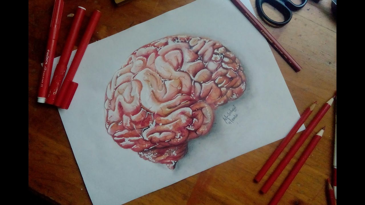 1280x720 How To Draw A Human Brain - Human Brain Drawing