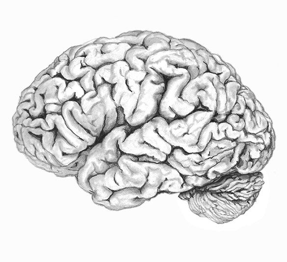 585x534 human brain drawing medical illustration in brain drawing - Human Brain Drawing