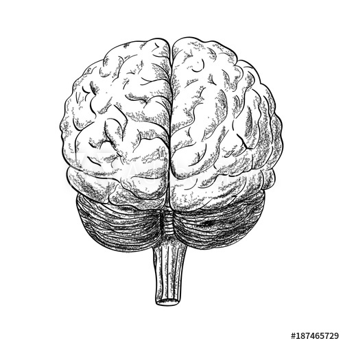 500x500 Human Brain Drawing In The White Background, Vector Illustration - Human Brain Drawing