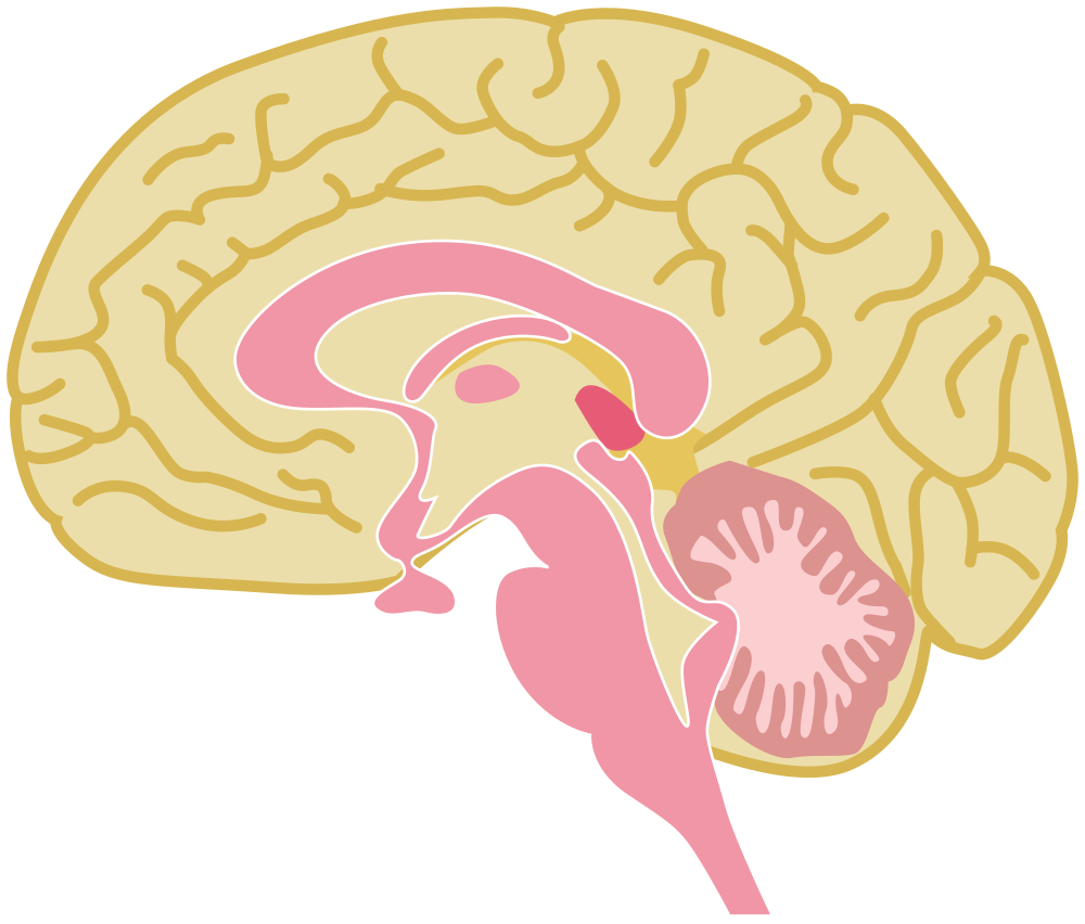 1000x852 Onlinelabels Clip Art - Human Brain Drawing