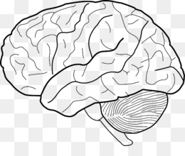 260x220 outline of the human brain human body clip art - Human Brain Drawing