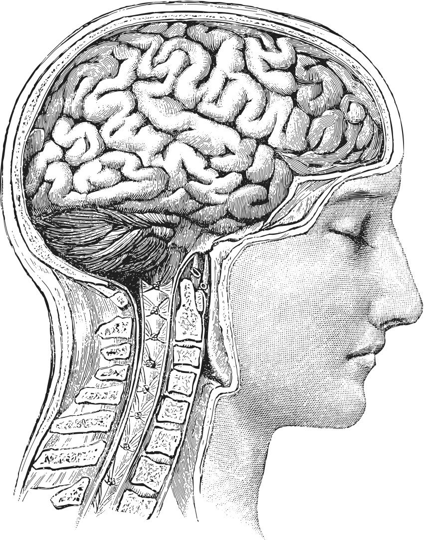 850x1083 body in brain drawing, brain - Human Brain Drawing