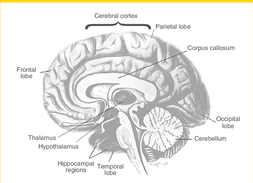850x615 Schematic Drawing Of The Human Brain, Showing Regions Vulnerable - Human Brain Drawing