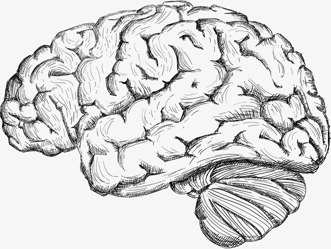 650x489 sketch the human brain, sketch vector, human vector, brain vector - Human Brain Drawing