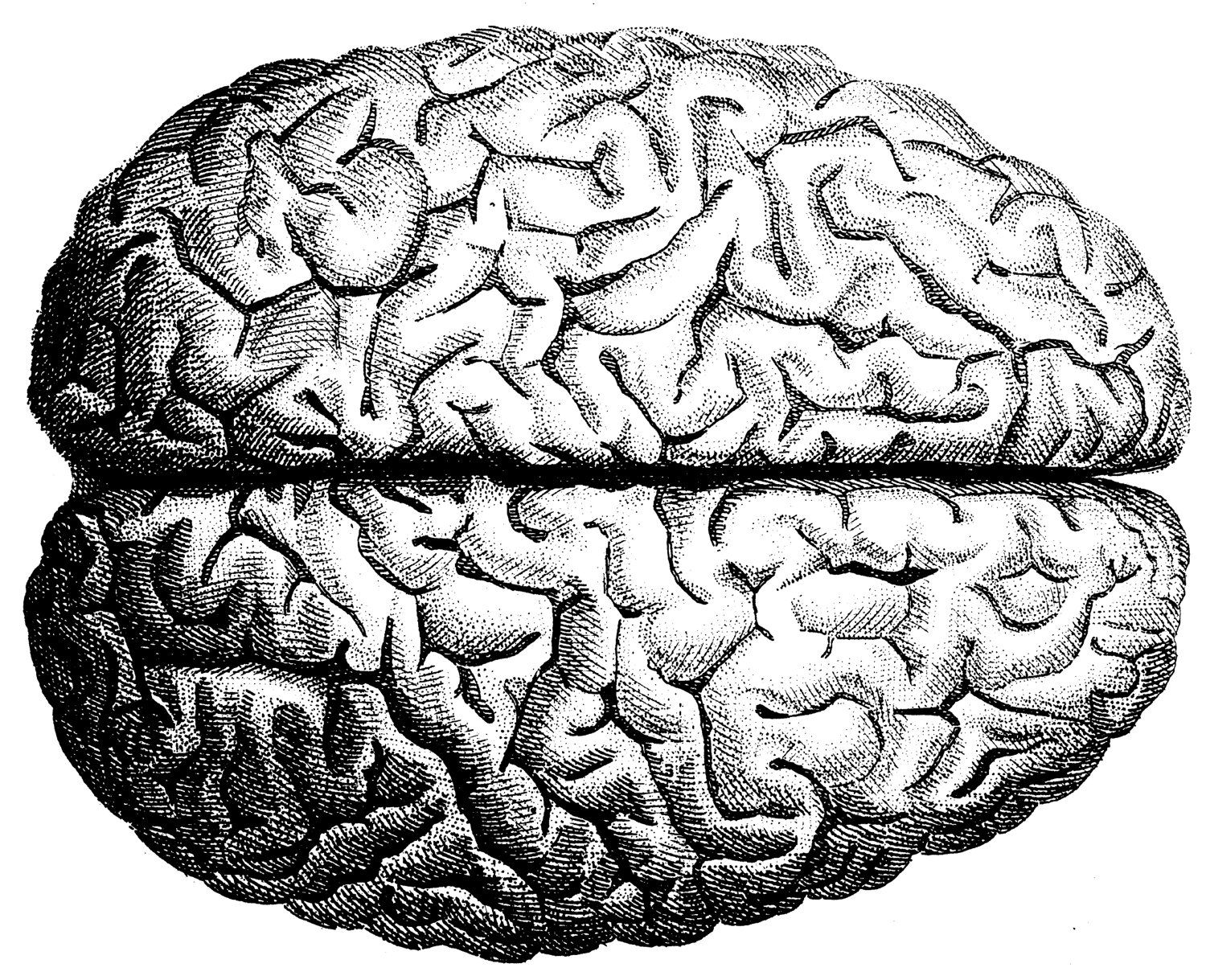 1500x1219 Brain Drawing Free Download - Human Brain Drawing