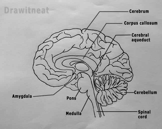 650x515 Draw It Neat How To Draw Sagittal Section Of Human Brain - Human Brain Drawing