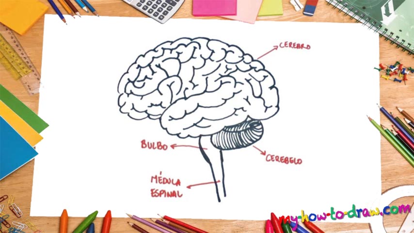 854x480 How To Draw The Human Brain - Human Brain Drawing
