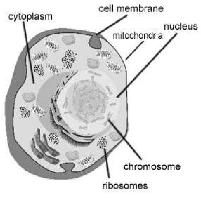 400x393 component parts of the human cell download scientific diagram - Human Cell Drawing