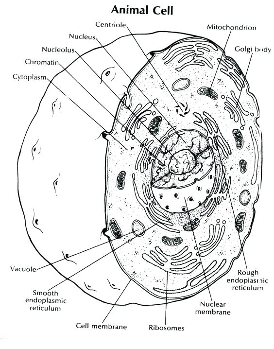 564x718 diagram of the eye coloring worksheet answer key sketch - Human Cell Drawing