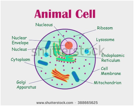 Human Cell Drawing at PaintingValley.com | Explore collection of Human ...