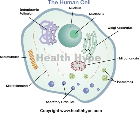 480x390 Human Cell Diagram, Parts, Pictures, Structure And Functions - Human Cell Drawing