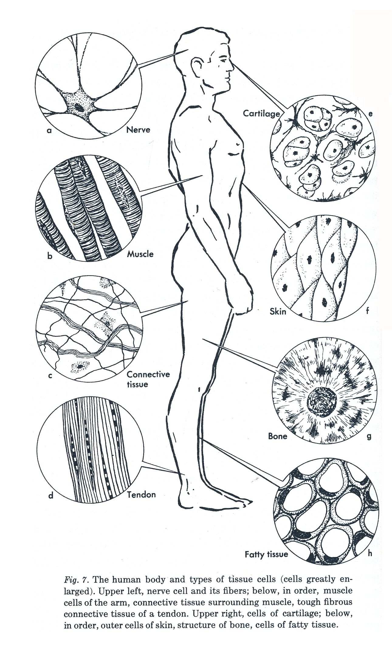 1290x2125 Cell Drawing Vintage For Free Download - Human Cell Drawing