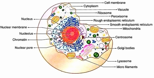 495x252 human cell diagram new human cell drawing - Human Cell Drawing