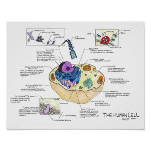 307x307 Human Cells Posters Photo Prints Zazzle Au - Human Cell Drawing