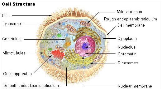 520x291 human physiology - Human Cell Drawing