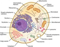 236x187 human cell diagram school project human cell diagram, cell - Human Cell Drawing