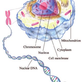 Human Cell Drawing at PaintingValley.com | Explore collection of Human ...