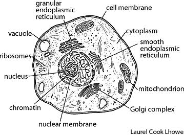 Human Cell Drawing at PaintingValley.com | Explore collection of Human ...