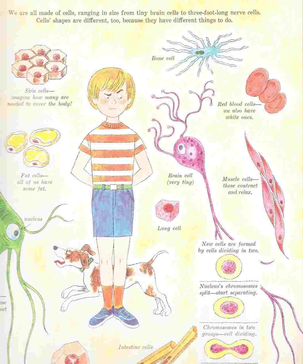 1054x1264 Anatomy Of A Human Cell Diagram Class Anatomy - Human Cell Drawing