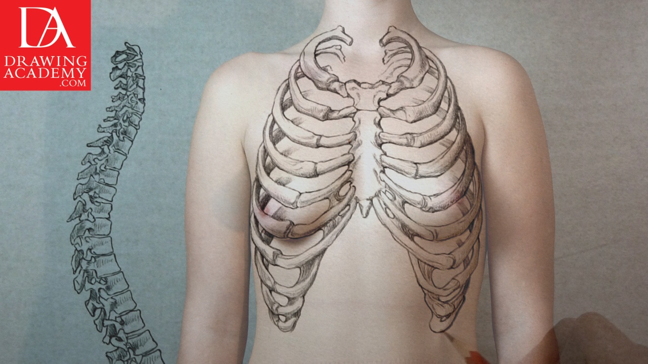 1280x720 Bones In The Human Body - Human Chest Drawing