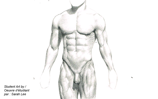 545x342 Drawing The Human Form Syn Studio Art School In Montreal, Quebec - Human Chest Drawing