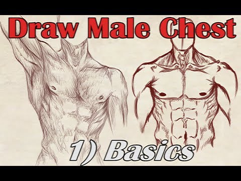 480x360 How To Draw A Male Chest Front View - Human Chest Drawing