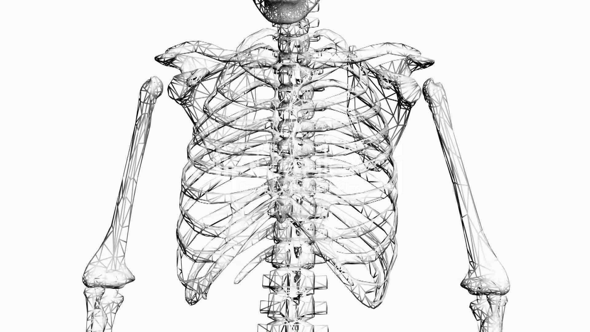 1920x1080 Rotation Of Skeleton Ribs,chest,anatomy,human,medical,body - Human Chest Drawing
