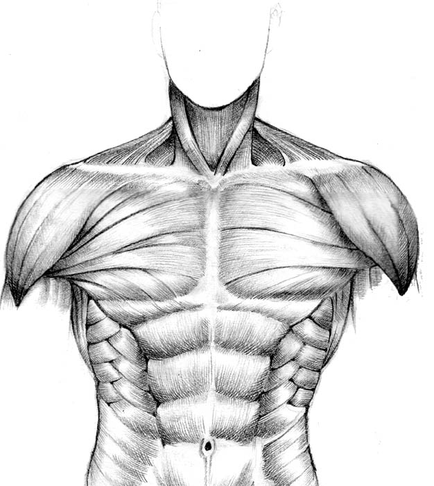626x700 Chest Drawing Chest Line For Free Download - Human Chest Drawing