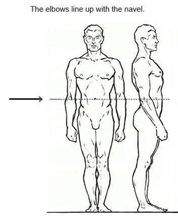 352x443 Figure Drawing Proportions To Know - Human Chest Drawing
