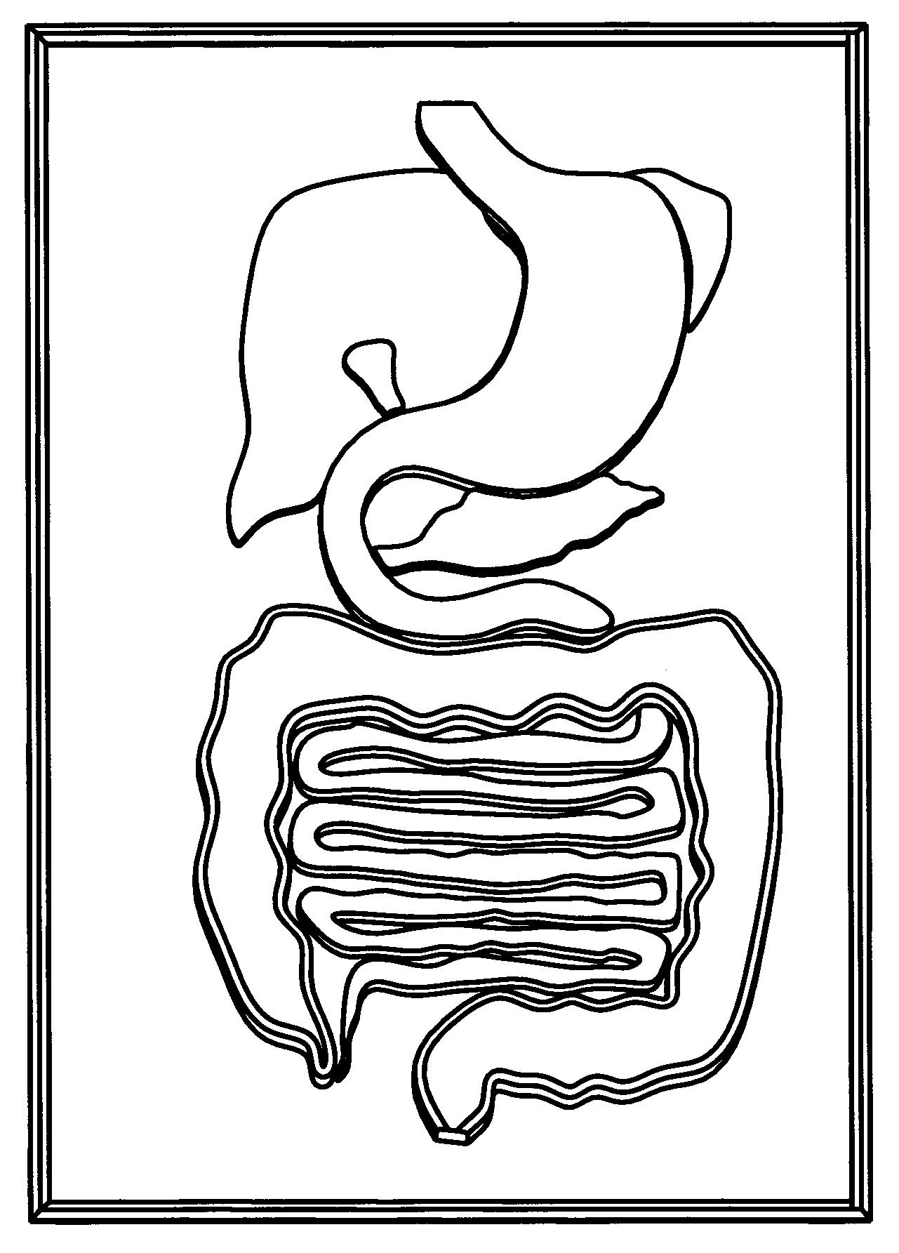 1281x1785 Digestive System Outline Human Digestive System Drawing - Human Digestive System Drawing