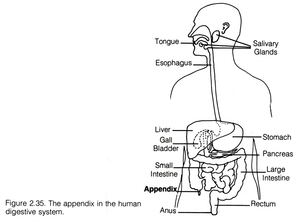 1024x770 draw and label diagram of digestive system human digestive system...