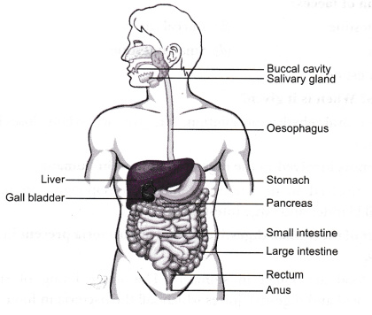 Human Digestive System Drawing at PaintingValley.com | Explore ...