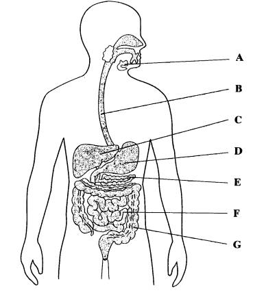 human digestive system sketch