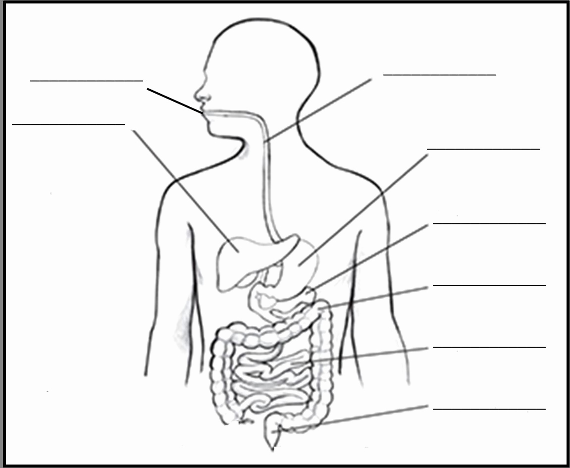 Human Digestive System Drawing at PaintingValley.com | Explore