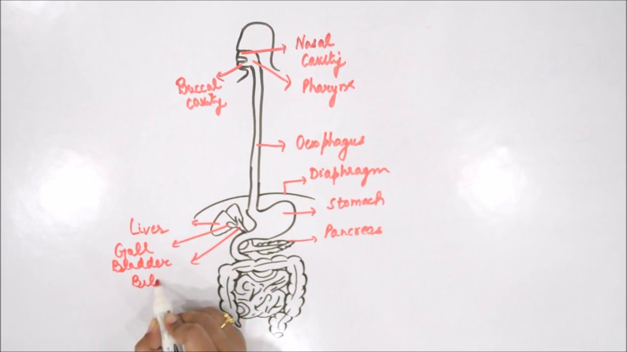 1280x720 How To Draw Human Digestive System - Human Digestive System Drawing