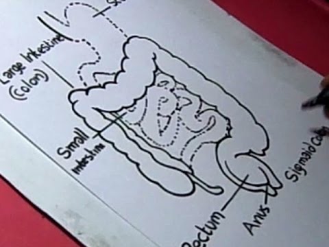 480x360 How To Draw Human Digestiv System Parts Drawing For Kids - Human Digestive System Drawing
