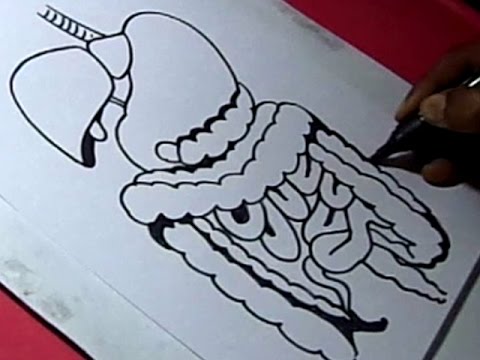 480x360 How To Draw Human Digestive System Drawing For Kids - Human Digestive System Drawing