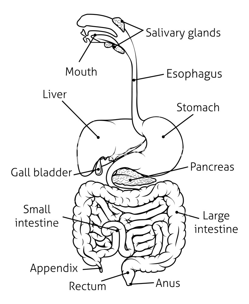 Human Digestive System Drawing at Explore