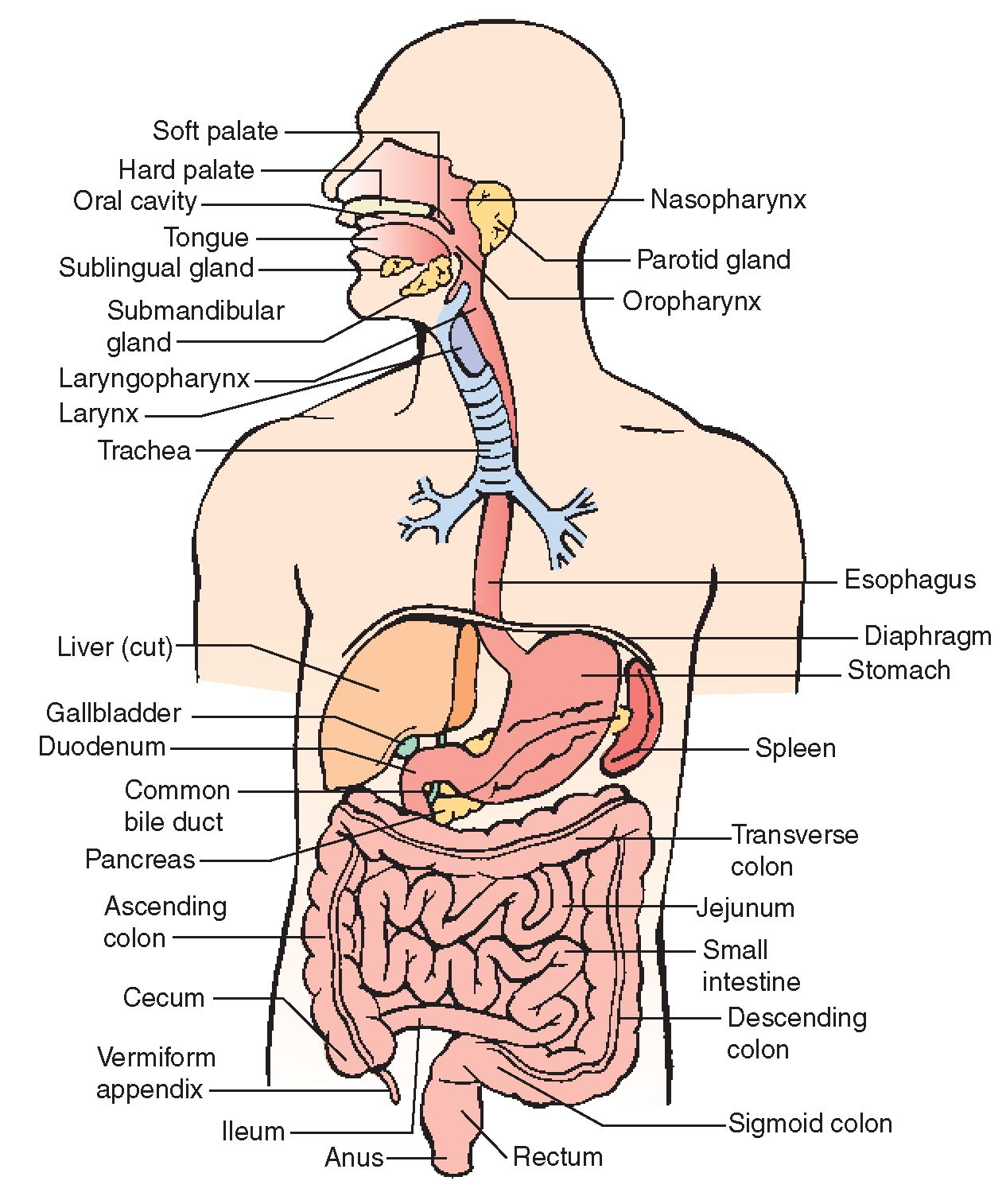 1265x1514 Sketch Of Human Digestive System Digestive System Drawing - Human Digestive System Drawing