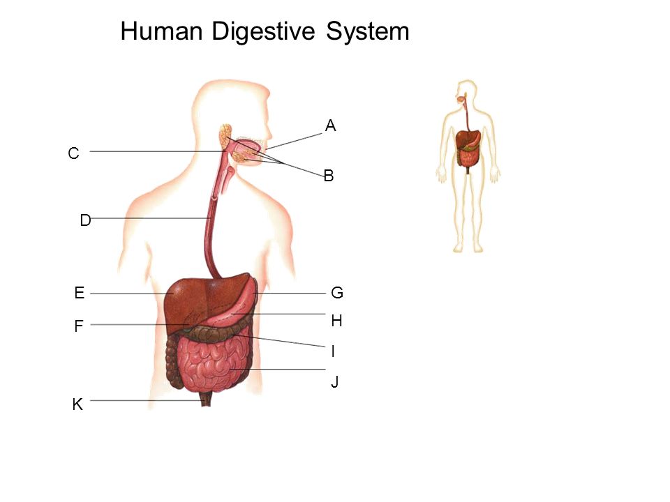 960x720 Aim How Does The Human Digestive System Maintain Homeostasis Do - Human Digestive System Drawing