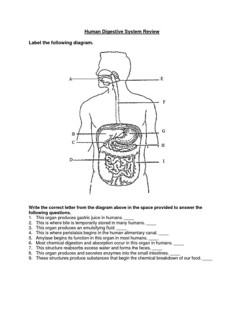 easy to draw digestive system