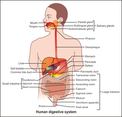 424x405 Draw An Outline Of The Human Digestive System Label Any Ten Parts - Human Digestive System Drawing