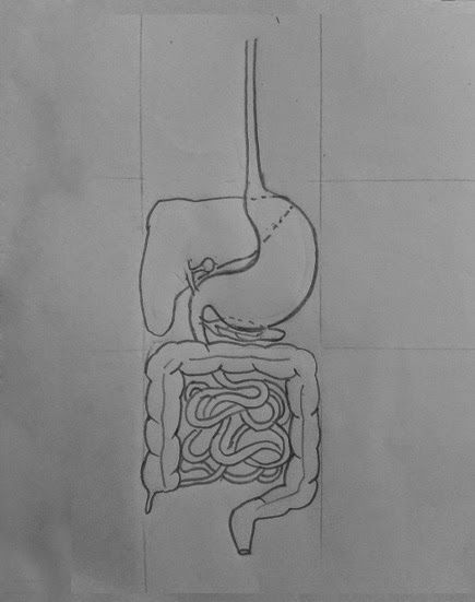 drawing digestive system human being