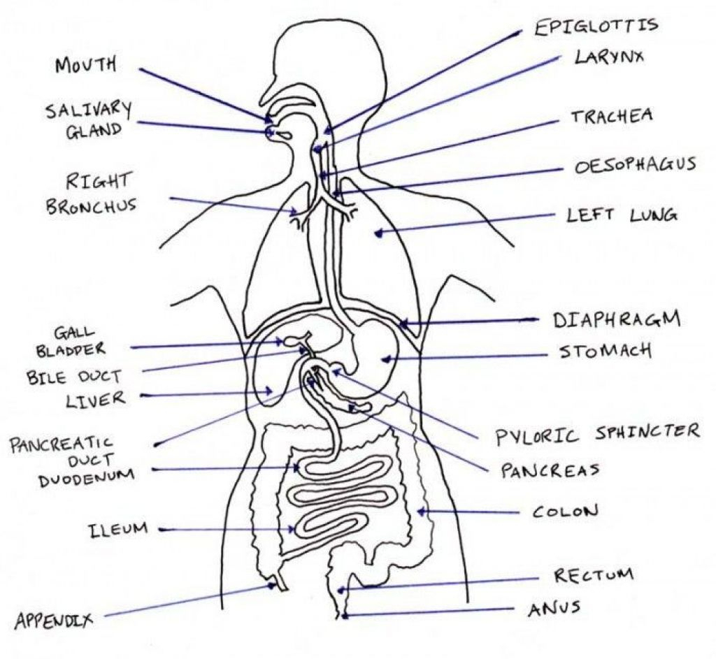 1024x943 diagram of human digestive system draw with pencil human digestive - Human Digestive System Drawing