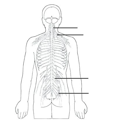 465x409 Digestive System Coloring - Human Digestive System Drawing