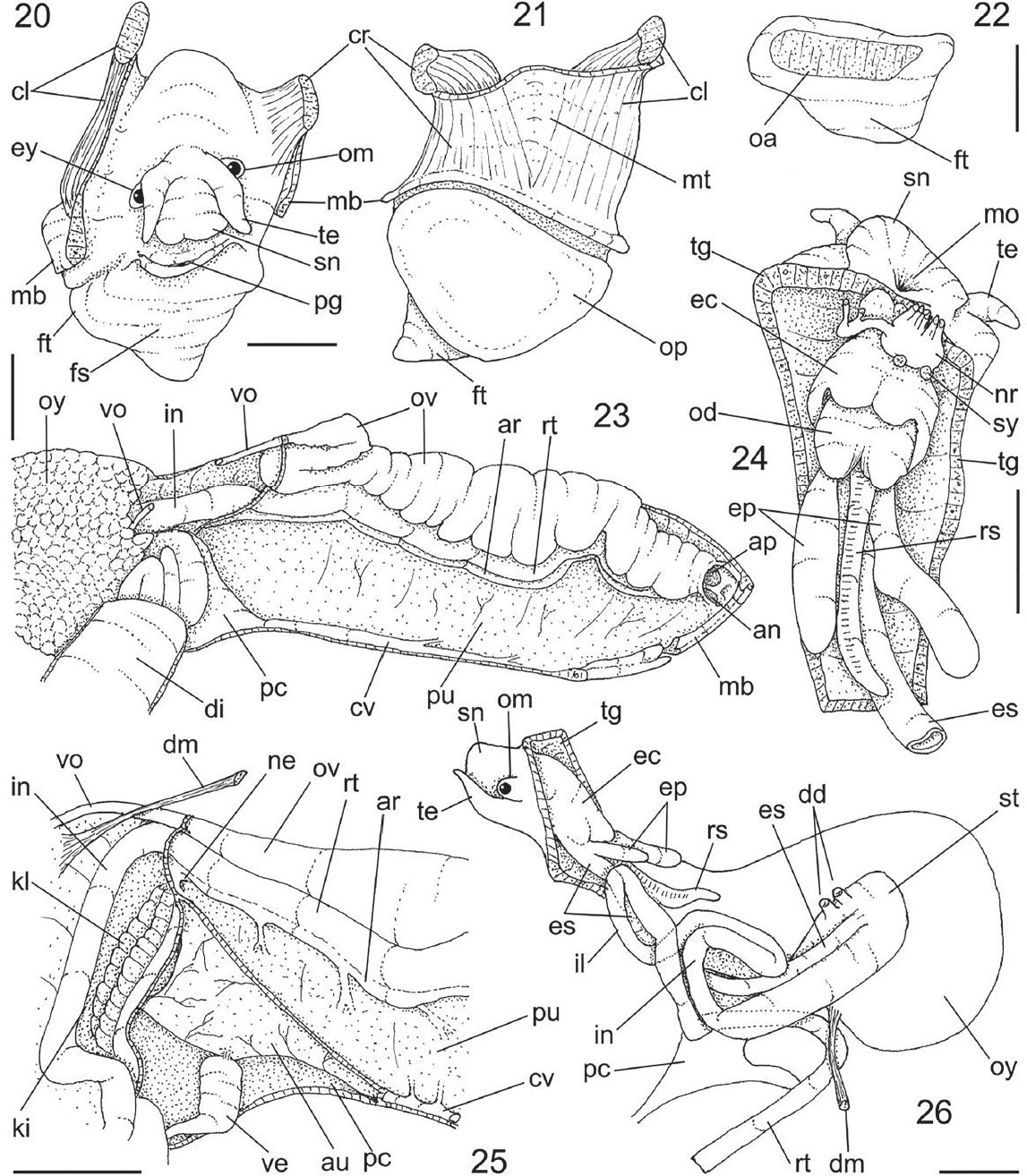 1147x1314 Digestive System Drawing Easy Human Digestive System Neverending - Human Digestive System Drawing