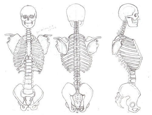 500x381 Human Skeleton Drawing Reference - Human Drawing Reference