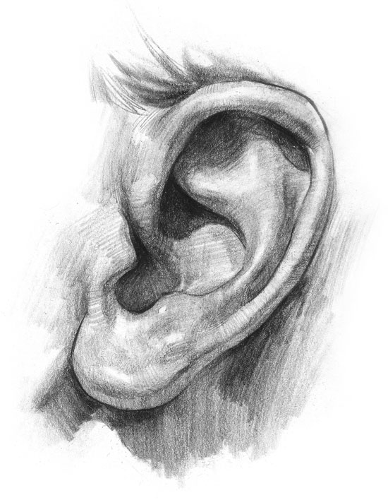 550x708 How To Draw Ears Stan Prokopenko's Blog - Human Ear Drawing